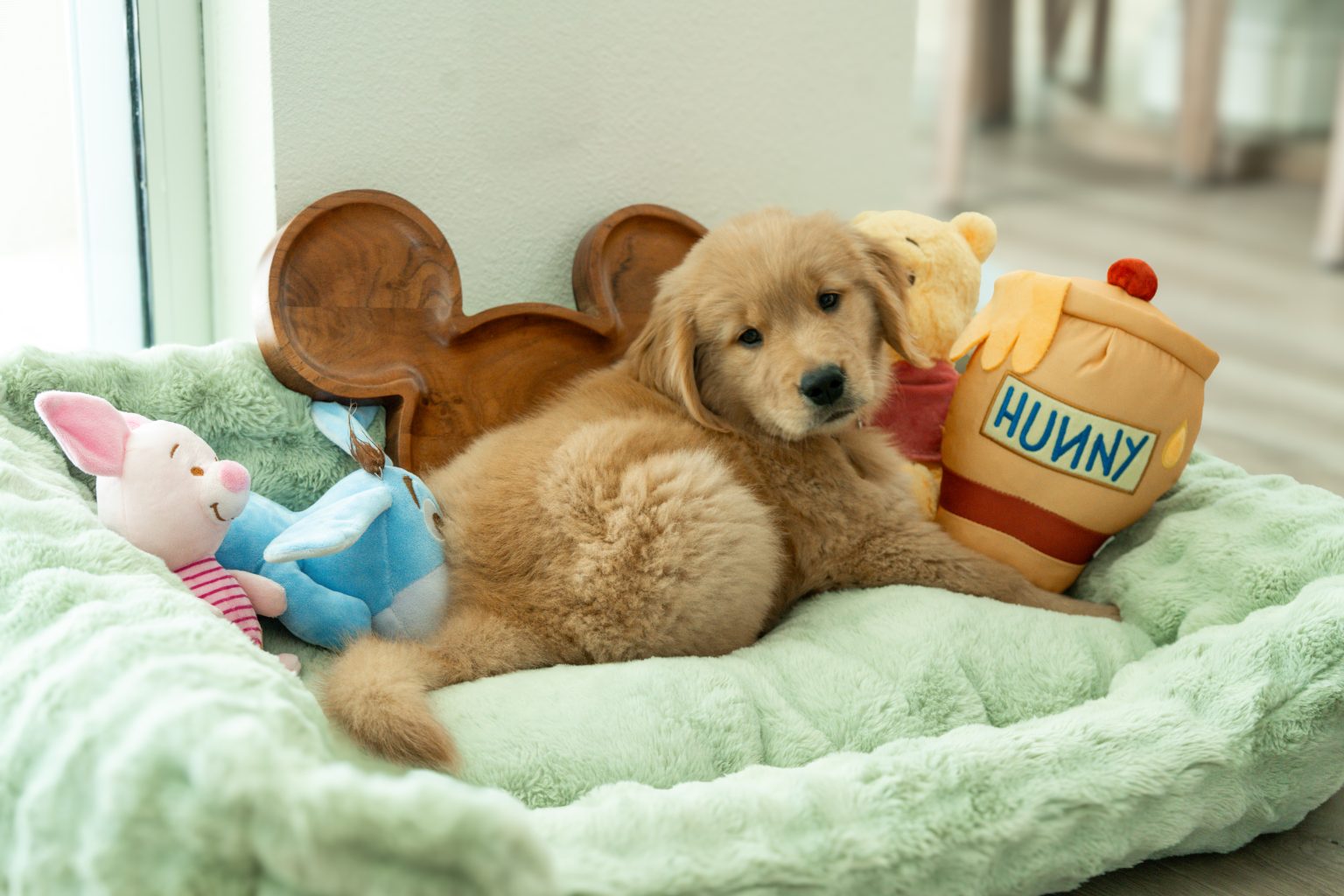 Hunny Puppy